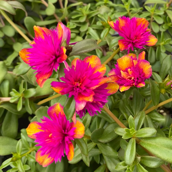 Portulaca oleracea 'SeaGlass Double Dragonfruit'
