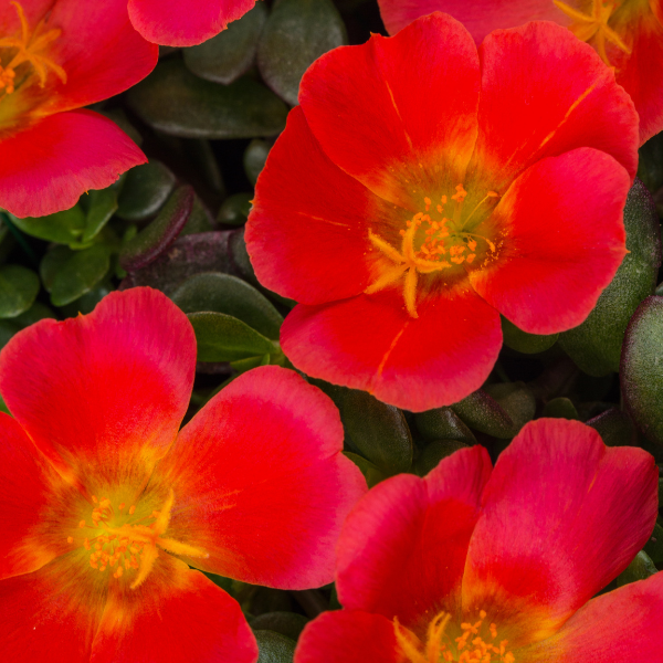 Portulaca oleracea 'SeaGlass Grenadine'