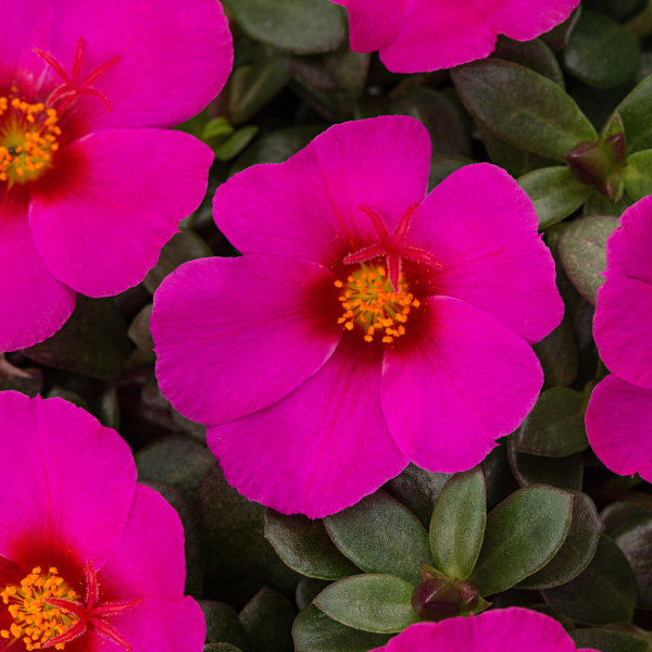 Portulaca oleracea 'SeaGlass Plumberry'