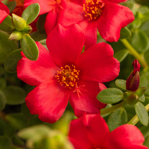 Portulaca oleracea 'SeaGlass Red'