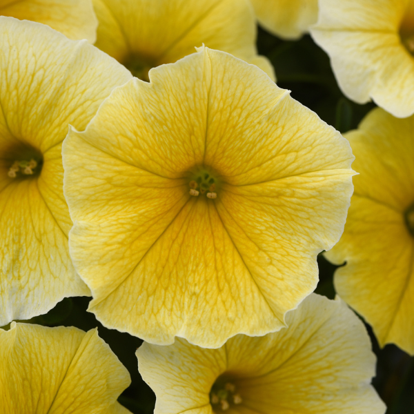 Petunia hybrida 'Bee's Knees'