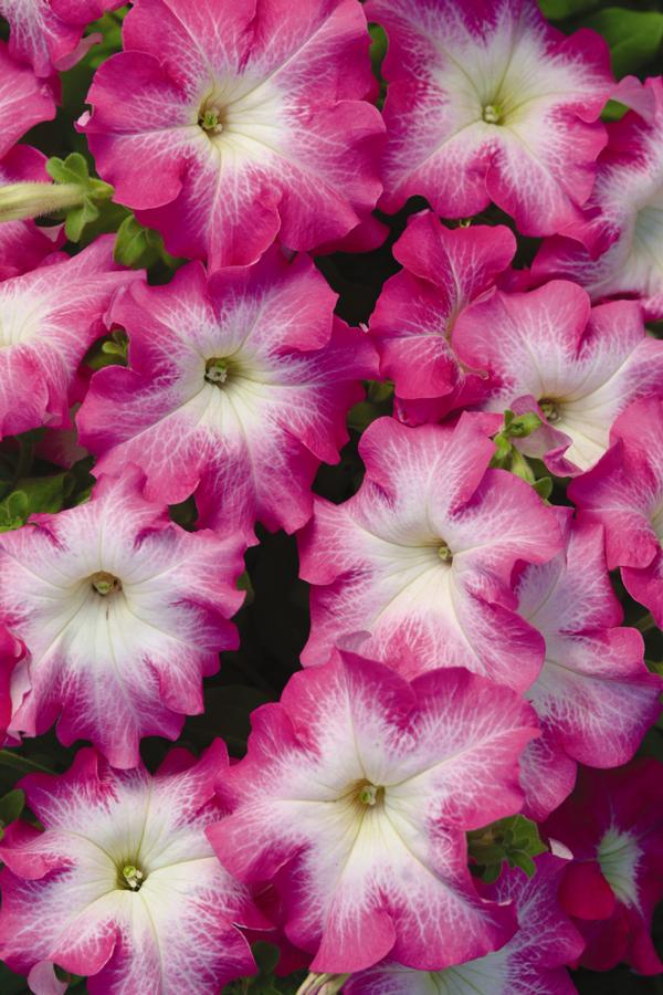 Petunia hybrida 'Dreams Rose Morn'