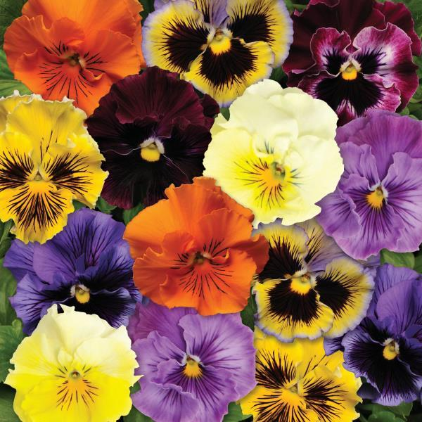 Pansy viola x wittrockiana 'Frizzle Sizzle Mix'