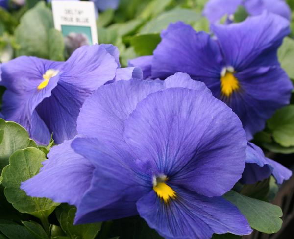 Pansy viola x wittrockiana 'Delta Premium True Blue'