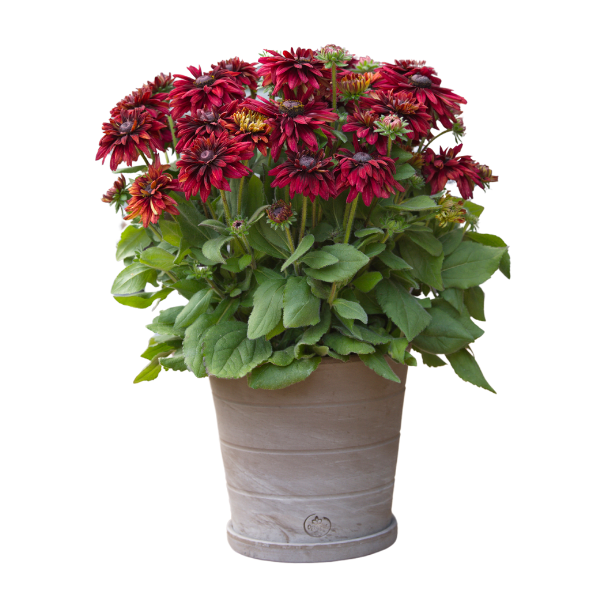 Rudbeckia hirta 'Sunbeckia Graffiti Scarlet'