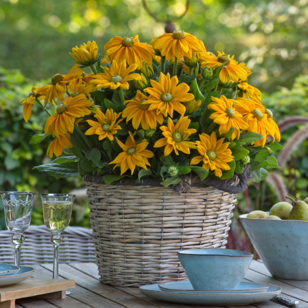 Rudbeckia hirta 'Sunbeckia Ophelia'
