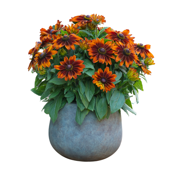 Rudbeckia hirta 'Sunbeckia Sarah'