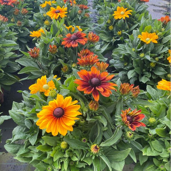 Rudbeckia hirta 'Sunbeckia Ophelia/Carolina/Sarah Mix'