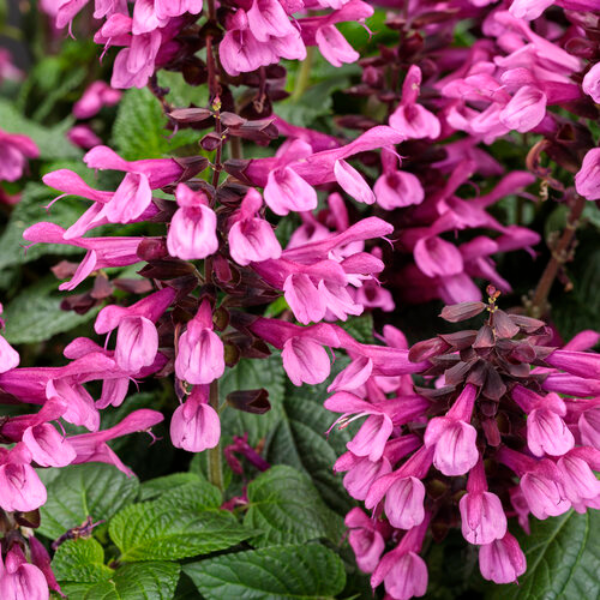Salvia hybrid 'Unplugged Pink'
