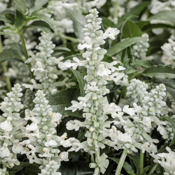 Salvia hybrid 'Unplugged White'