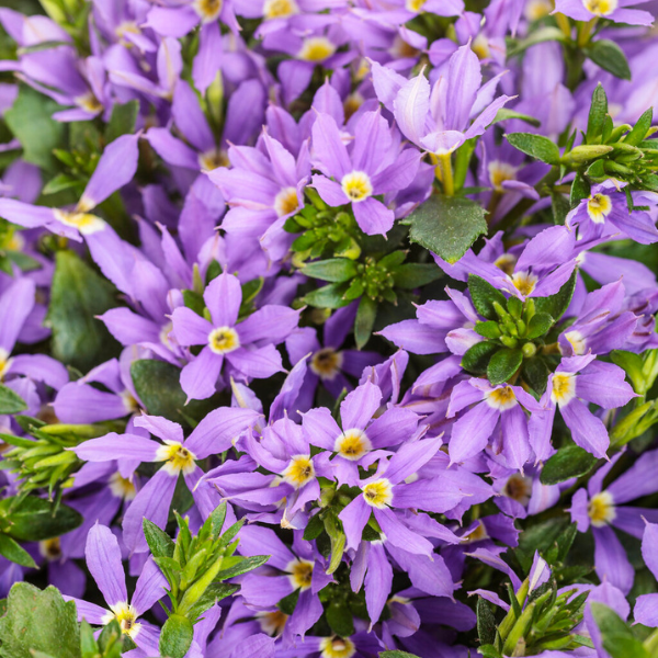 Scaevola aemula 'Stardiva Blue'