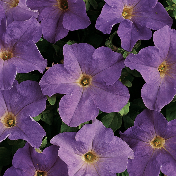 Petunia hybrida 'Dreams Sky Blue'