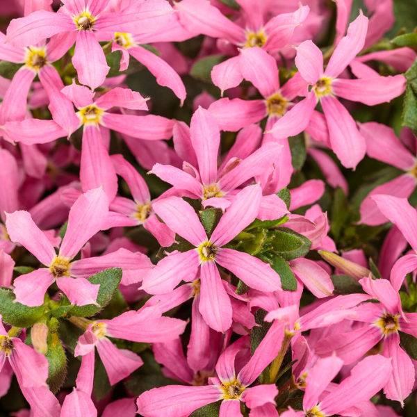 Scaevola aemula 'Stardiva Pink'