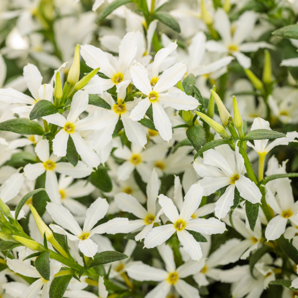 Scaevola aemula 'Stardiva White'