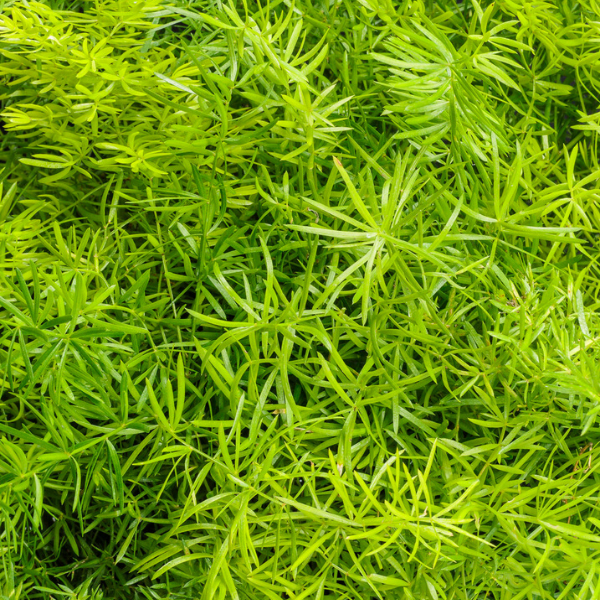 Sprengeri liliaceae 'Fern'