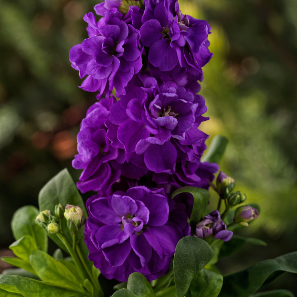Stock matthiola incana 'Mime Purple'