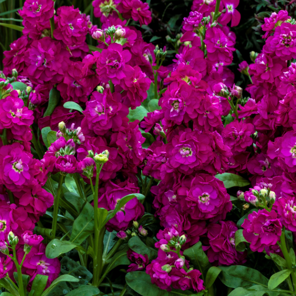 Stock matthiola incana 'Mime Rose'