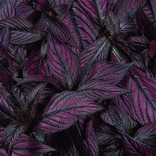 Strobilanthes dyerianus 'Persian Shield'