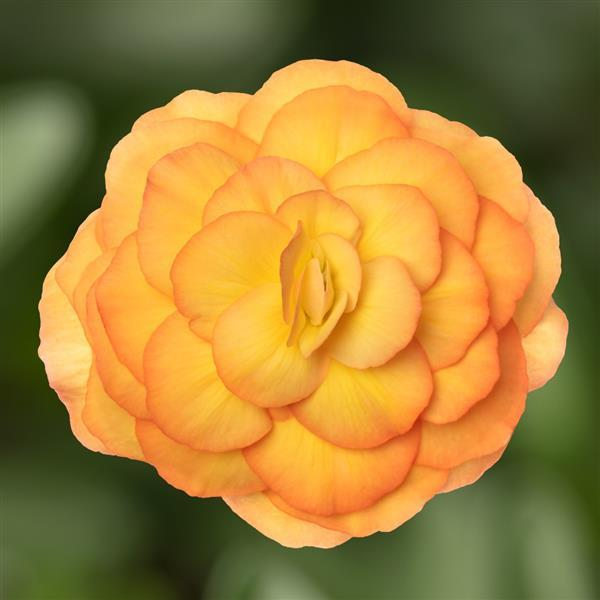Begonia Tuberous tuberhybrida 'Limitless Sunset'