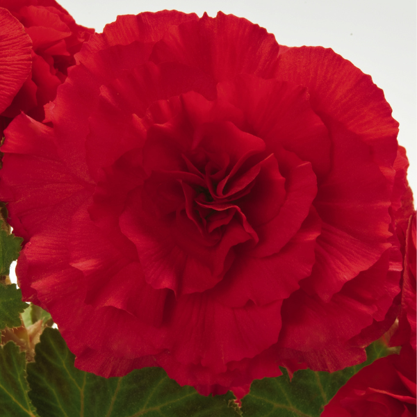Begonia Tuberous tuberhybrida 'Nonstop Red'