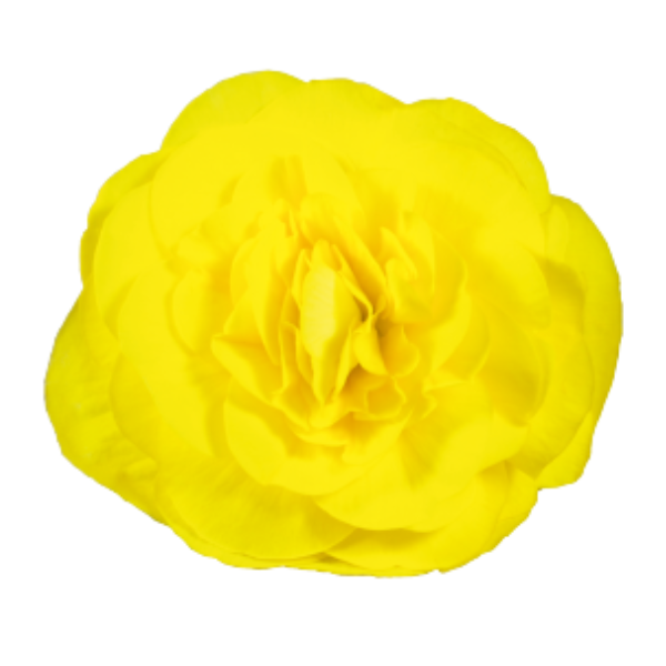 Begonia Tuberous tuberhybrida 'Nonstop Yellow'