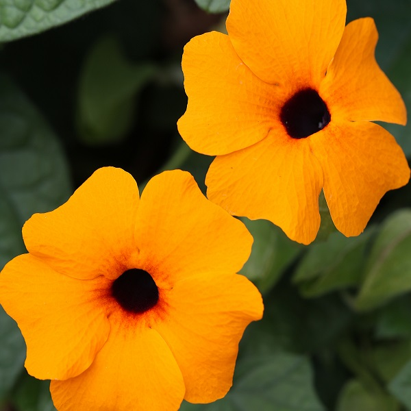 Thunbergia hybrid 'TowerPower Orange'