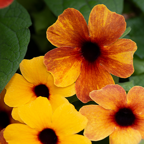 Thunbergia hybrid 'TowerPower Terracotta'