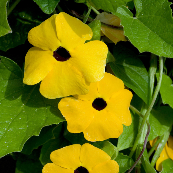 Thunbergia hybrid 'TowerPower Yellow'