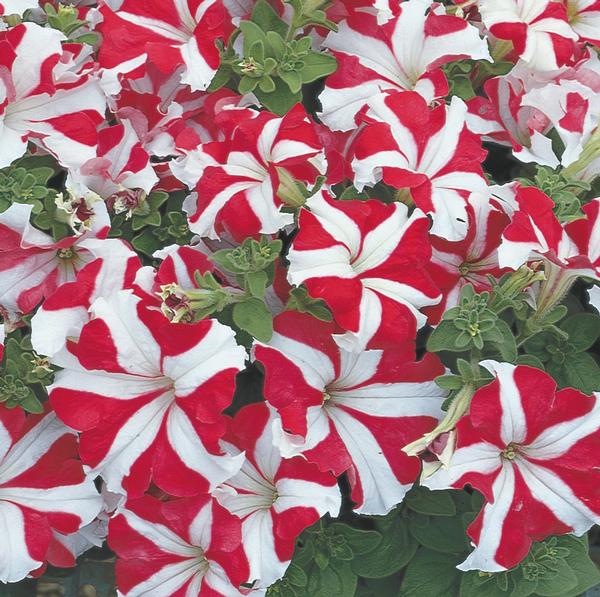 Petunia hybrida 'Tritunia Red Star'