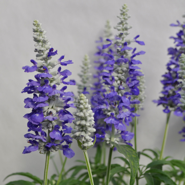 Salvia farinacea 'Cathedral Blue Bicolor'