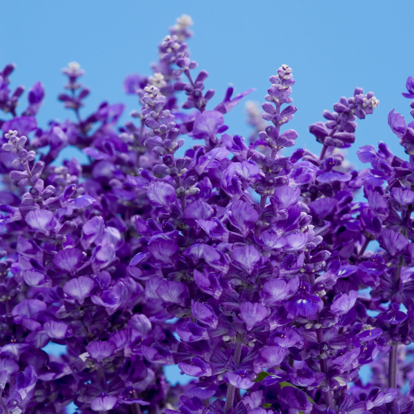 Salvia farinacea 'Cathedral Deep Blue'