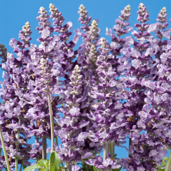 Salvia farinacea 'Cathedral Lavender'