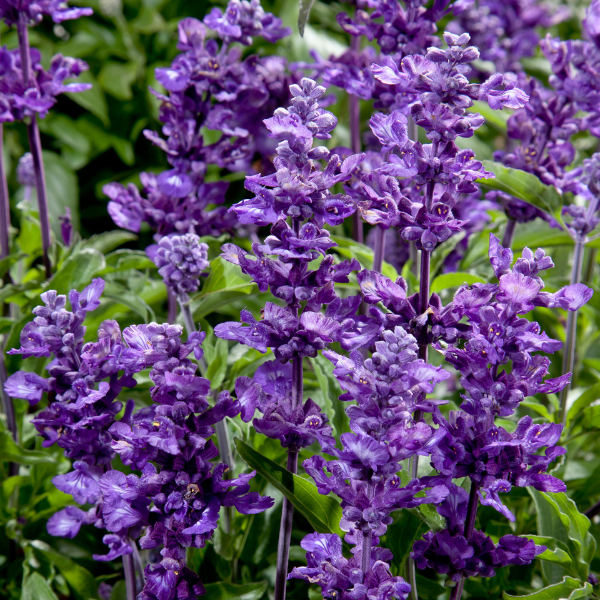 Salvia farinacea 'Cathedral Purple'