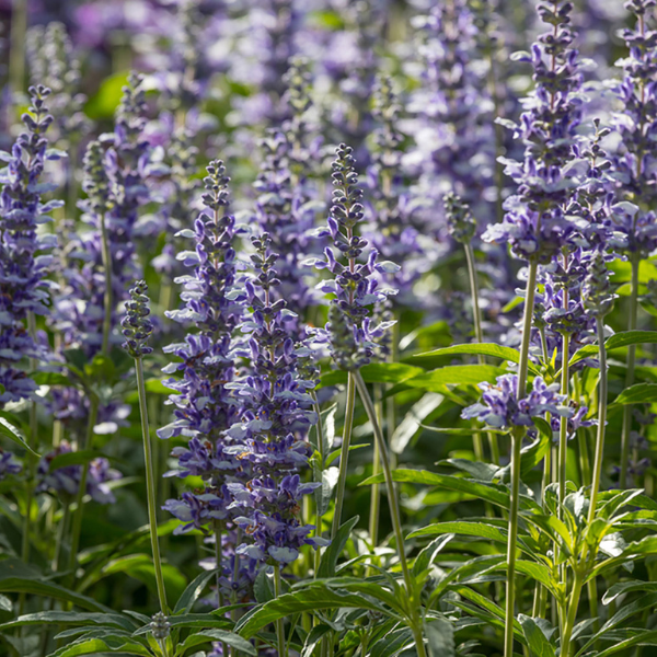 Salvia farinacea 'Cathedral Shining Seas'