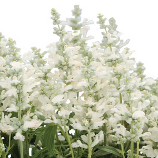 Salvia farinacea 'Cathedral White'