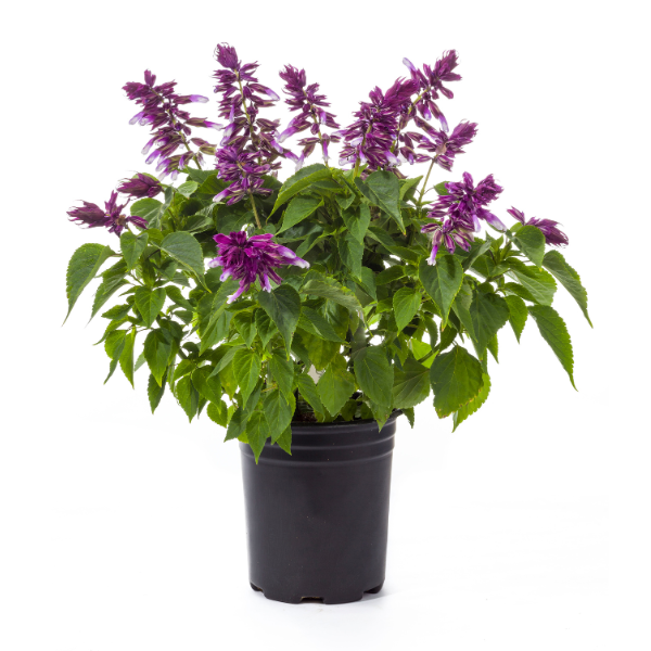 Salvia splendens 'Grandstand Blue Bicolor'