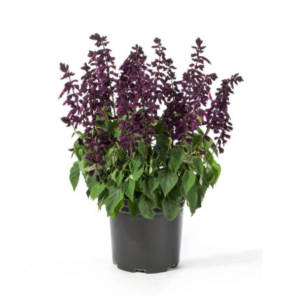 Salvia splendens 'Grandstand Purple'