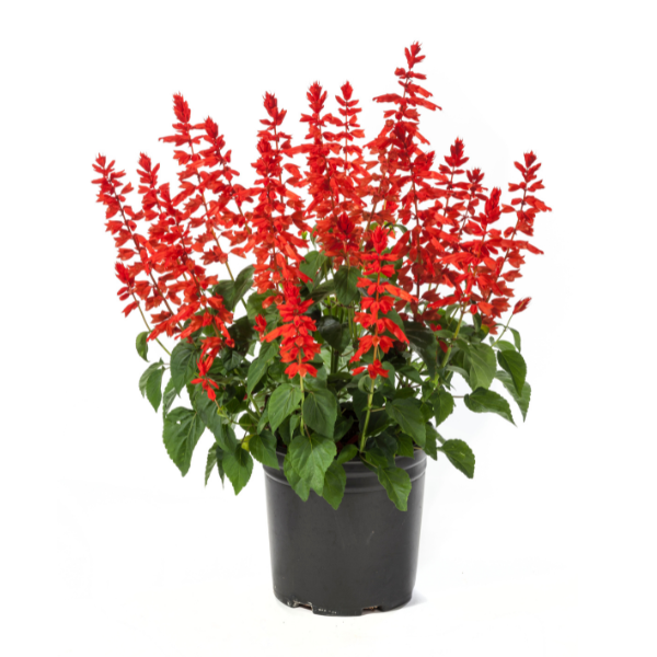 Salvia splendens 'Grandstand Red'