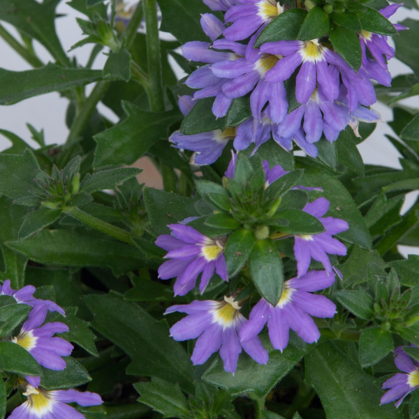 Scaevola aemula 'Scala Cappello Blue'
