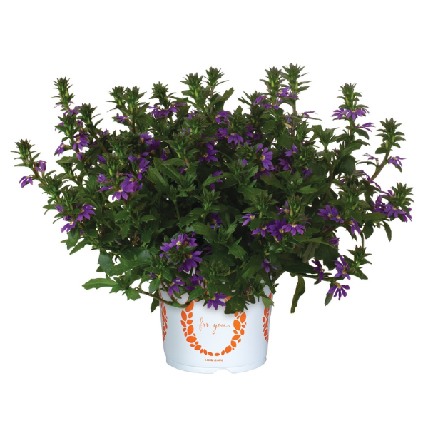 Scaevola aemula 'Scala Cappello Purple'