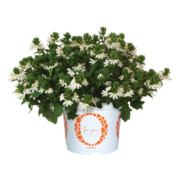 Scaevola aemula 'Scala Cappello White'