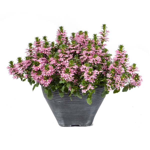 Scaevola aemula 'Scampi Pink'