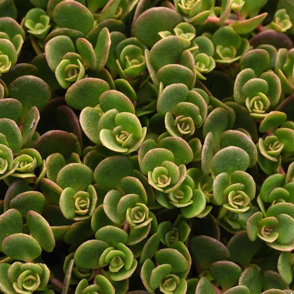 Sedum tetractinum 'Coral Reef'
