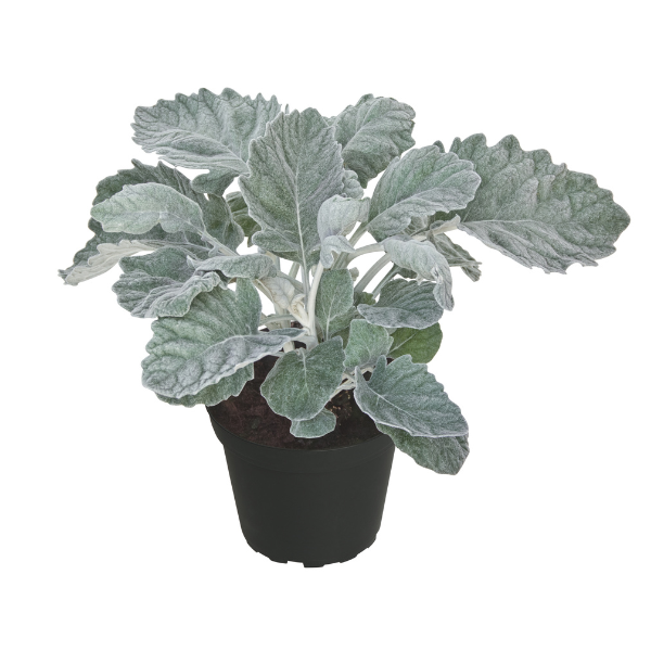 Senecio cineraria 'Silver Gleam'