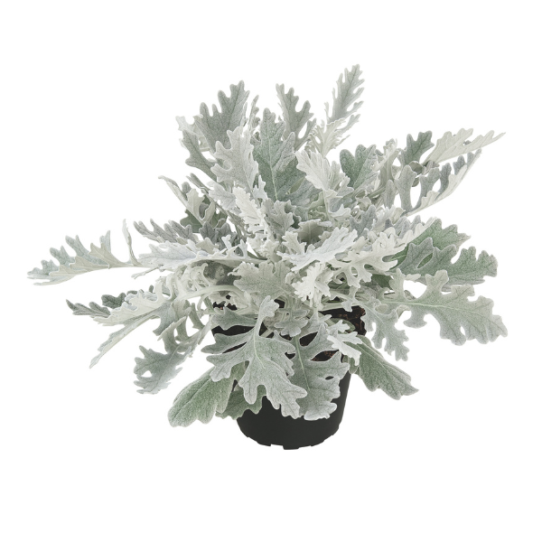 Senecio cineraria 'Winter Whispers'