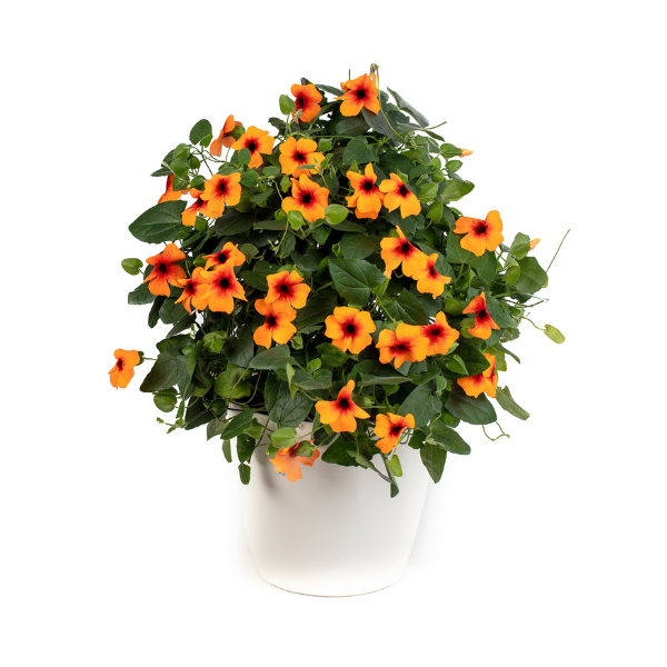 Thunbergia hybrid 'TowerPower Dark Orange'