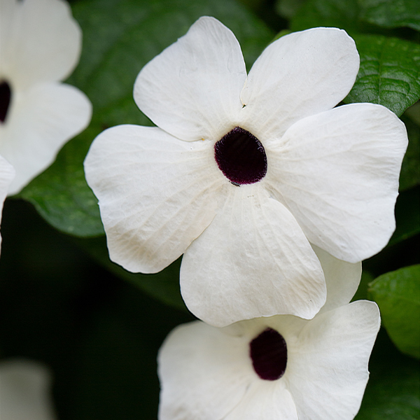 Thunbergia hybrid 'TowerPower White'