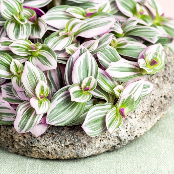 Tradescantia albiflora 'Nanouk'