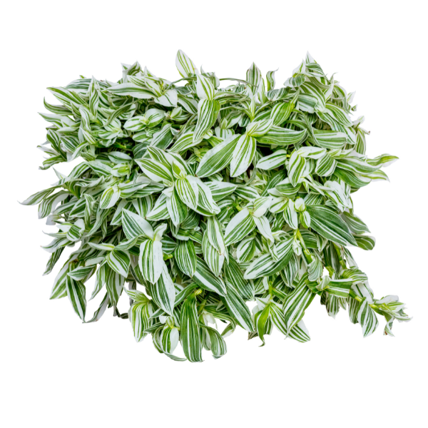 Tradescantia fluminensis 'Pistachio White'