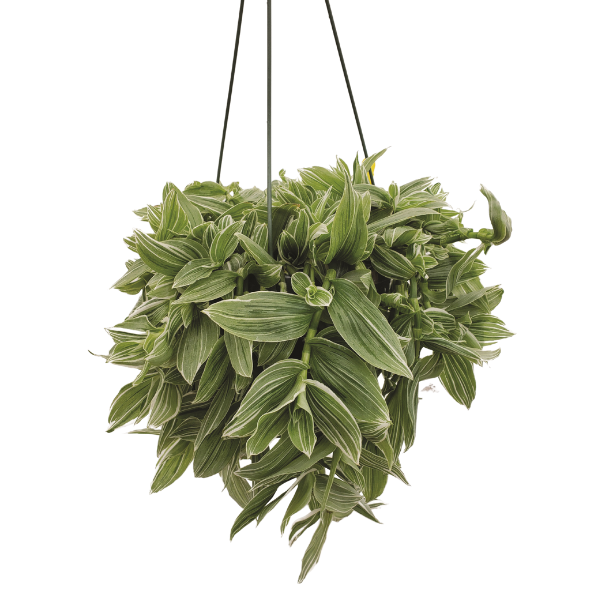 Tradescantia zebrina 'Zebra White'